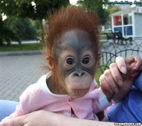 Funny Animals Cute Funny Monkey Pictures