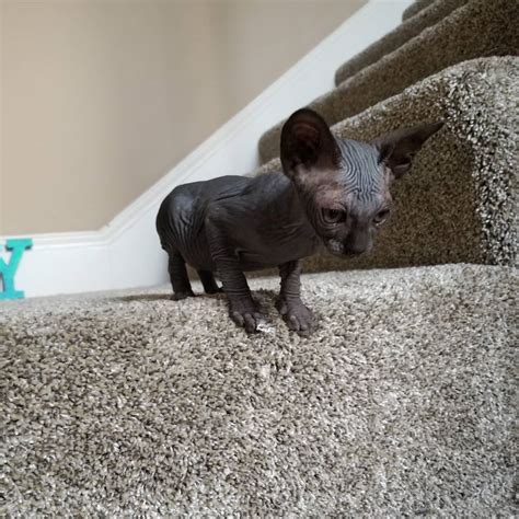 Sphynx Cat For Sale Exceptional Prices