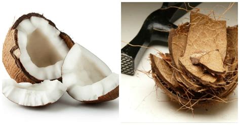 Apr 08, 2021 · how to open a coconut method 1 of 3: Storing Fresh Coconut - How to Purchase, Open and Use ...