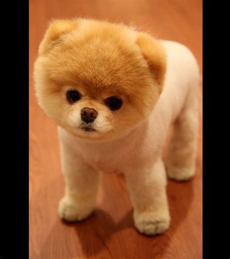 Be at the start of the greatest motorsport event in the world. Plus petit chien du monde race - Chien bonheur