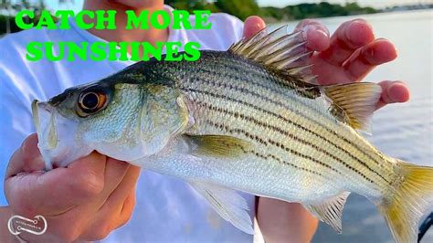 7 Tips To Catch More Sunshine Bass Youtube