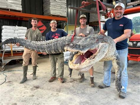 Alligator Hunters Break Record With Massive 14 Ft Long Mississippi