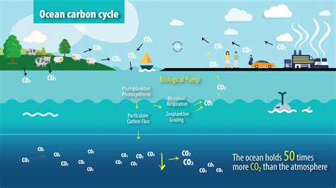 Carbon Cycle Steps In Order