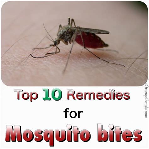 Bad Reaction To Mosquito Bites Pictures Peepsburghcom