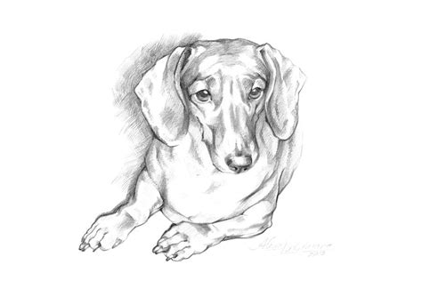 How to draw a great pyrenees dog. Portrait Of A Laying Dachshund Drawing by Alena Nikifarava