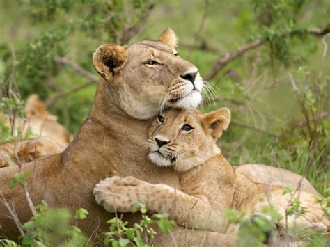 A Lioness With Her Cub Afrik 21