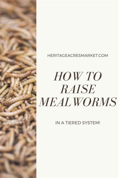 How To Start A Mealworm Farm A Comprehensive Guide For Beginners