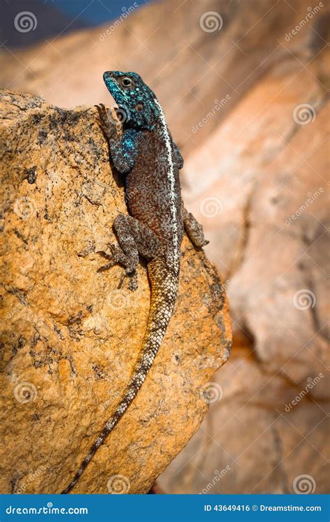 Blue Headed Agama Lizard Stock Photo Image Of Headed 43649416