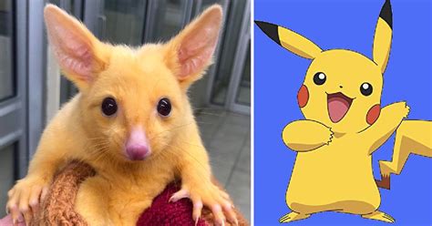 Top 127 Pikachu Is Which Animal
