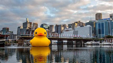 Giant Rubber Duck Installation Darling Harbour Sydney