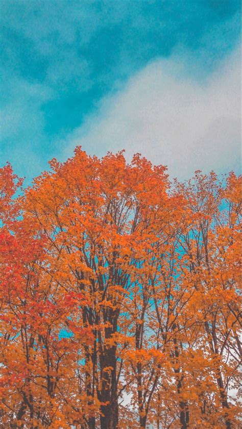 Autumn Orange Blue Tree Autumn Wallpaper In 2023 Orange
