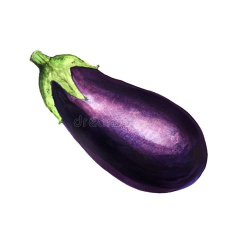 Realistic Watercolor Illustration Eggplant On White Background Stock