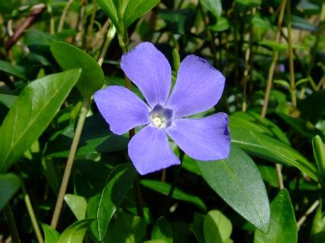 Vinca Minor Lesser Periwinkle Apocynaceae Images