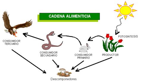 Cadenas tróficas Con CIENCIA