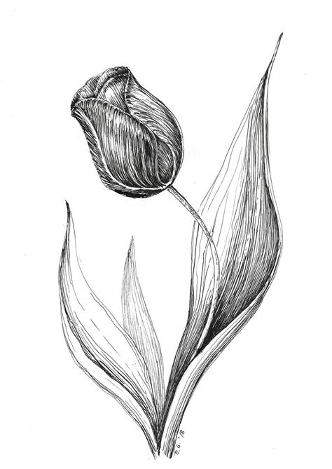In this art tutorial video i use my extensive art teaching experience to show beginners how to draw in pen and ink by learning basic techniques in a simple. Tulip illustration original drawing pen ink sketch black ...