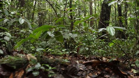 Walking Through Lianas In Rainforest In The Ecuadorian