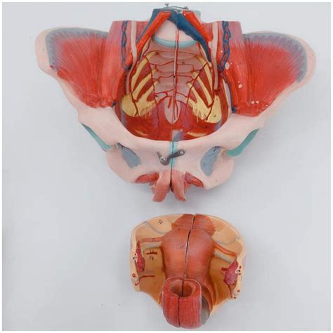 Buy Model Anatomy Model Pregnancy Medical Anatomical Female Pelvis