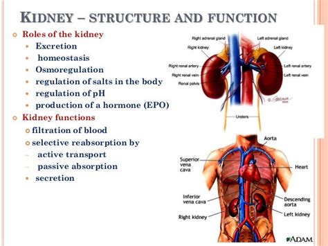 Kidney Structure And Function Mee