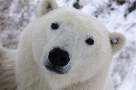 Churchill Polar Bear Day Tours Heartland Travel And Tours Ltd