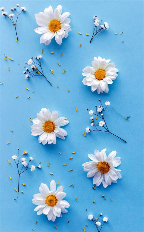 Daisy Flower Backgroundphone Wallpaper Hd Mobile Walls