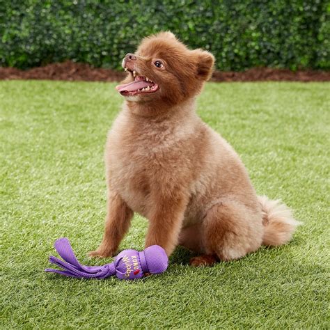 10 Of The Best Dog Toys For Small Breeds