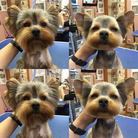 Repinned Before And After Yorkie Grooming Dog Grooming Styles Dog