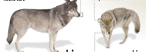 How To Tell A Wolf Vs A Coyote Rocky Mountain Elk Foundation