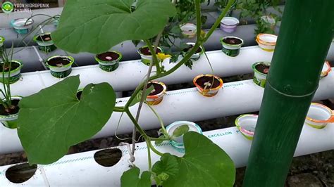 Melon Hidroponik Instalasi Apa Yang Paling Sesuai Dan Hasilnya Maksimal
