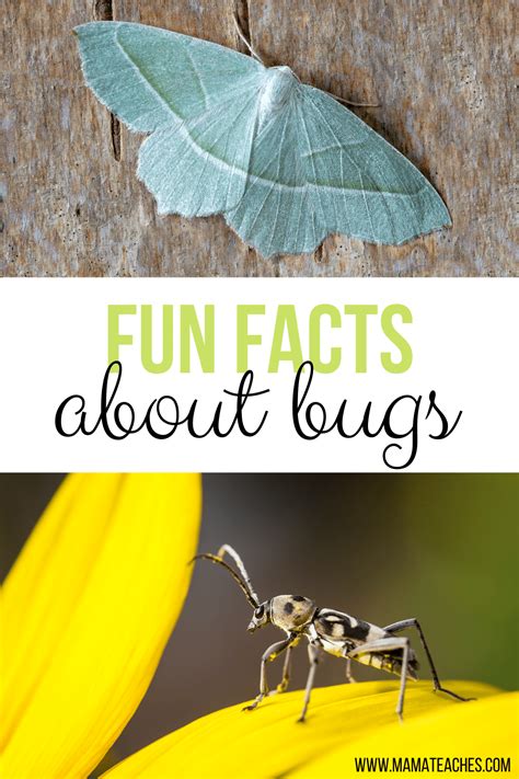 Interesting And Fun Facts About Insects Mama Teaches