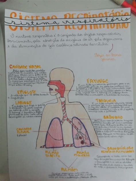 Sistema Respiratório Resumo E Desenho Sistema Respiratório Resumo