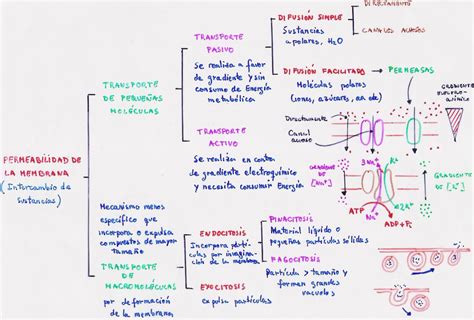 BiologÍa Y GeologÍa 1º Bachillerato Transporte A TravÉs De La Membrana