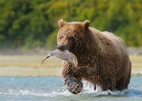 The Bears Of Brooks Falls Alaska Audley Travel