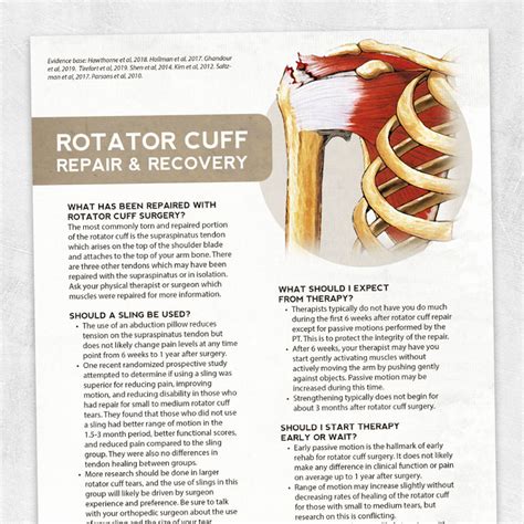 Early Guidelines For Rotator Cuff Repair Adult And Pediatric