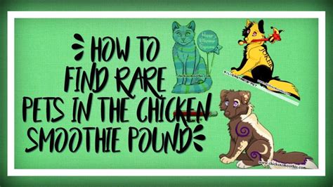 Chicken Smoothie ~ How To Find Rare Pets In The Pound Youtube