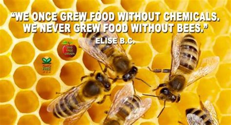 100 flower quotes that will make you bloom. 647 Passioned Honey Bee Quotes | flower and bee, busy bee ...