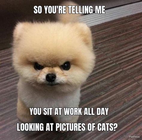 10 Angry Dog Meme That Hilarious Petpress Angry Dog Dog Memes