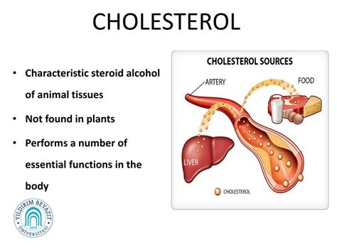 PPT - Cholesterol Metabolism PowerPoint Presentation, free download ...