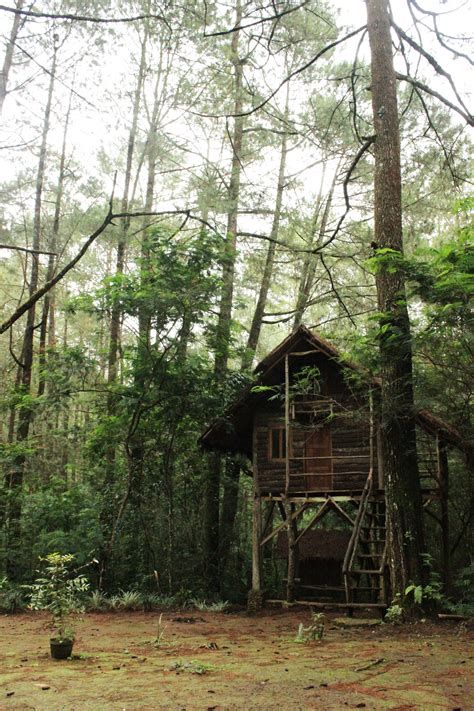 Wood Cabin In The Forest Forests Asia