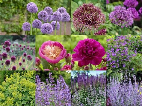 Love Alliums See How A Garden Designer Puts Them To Work Longfield