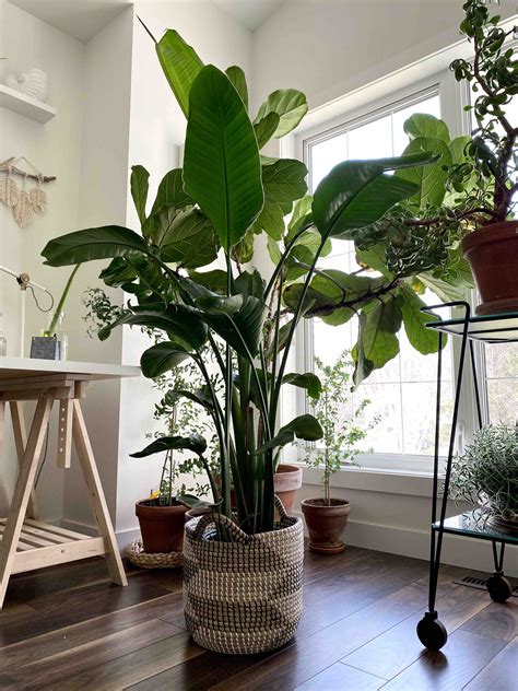 Baskets For Your Indoor Plants My Tasteful Space Tall Indoor Plants
