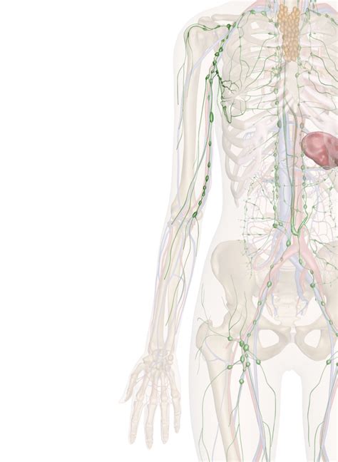 Immune And Lymphatic Systems Of The Arm And Hand Lymphatic System