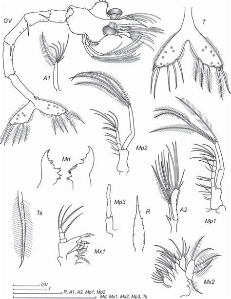 Morphology Of The Larvae Of Parapagurus Benedicti De Saint Laurent Download Scientific