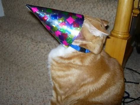 Birthday Cat Party Hat Mistake Cat Party Cat Birthday Birthday Meme