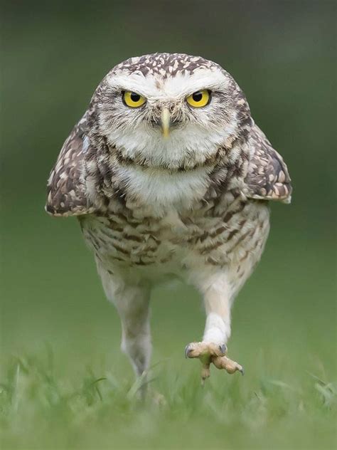 Walking Owls Is The Funniest Thing Ever Funny Owl Pictures Funny