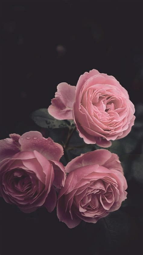 Pink Rose Iphone Wallpapers Wallpaper Cave