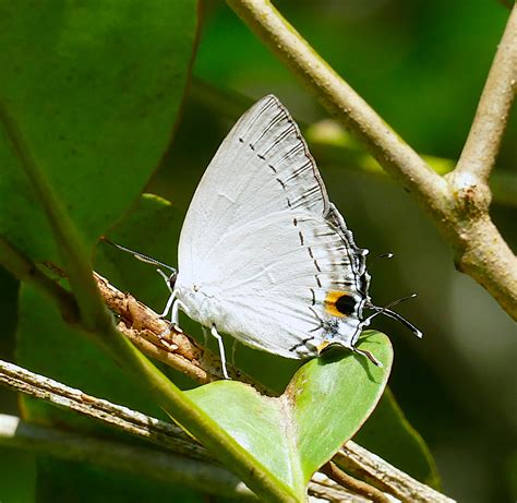 Peacock Royal Butterflies Of Maharashtra · Inaturalist