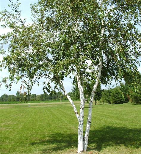 White Birtch White Birch Trees Landscape Trees Birch Trees Landscaping