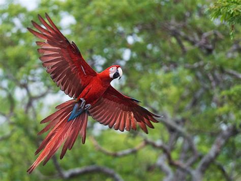 Red And Green Macaw Ara Chloroptera Arara Vermelha Grand Flickr