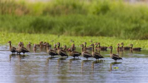 Preserving Wetlands For The Birds Trinidad And Tobago Newsday