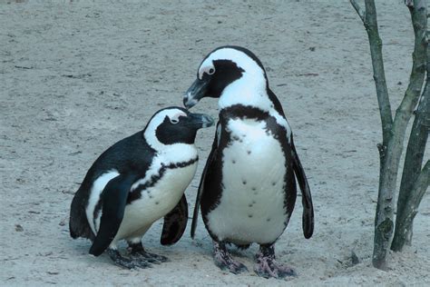 Fileafrican Penguins Muenster Wikimedia Commons